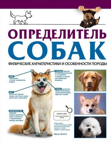 Физические особенности породы