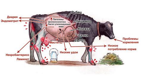 Физические проблемы коровы
