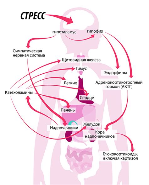 Физические реакции организма на стресс и их последствия