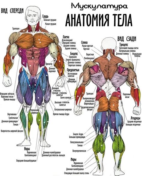 Физические тренировки для развития мышц человека-паука