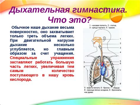 Физические упражнения для стабилизации артериального давления