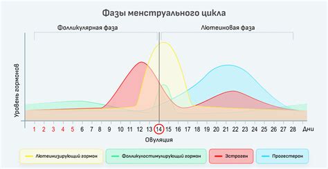 Физические эффекты цикла 40 дней