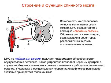 Физический рефлекс или несколько причин