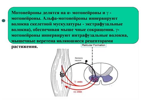 Физическое возбуждение и удовольствие