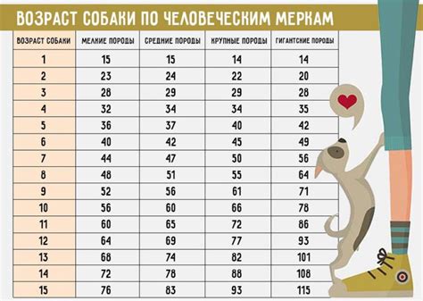 Физическое состояние собаки и ее возраст играют роль в длительности беременности