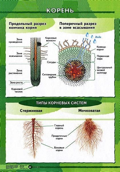 Фикалии - особенность строения