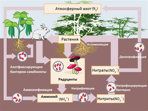 Фиксация азота азотфиксирующими бактериями