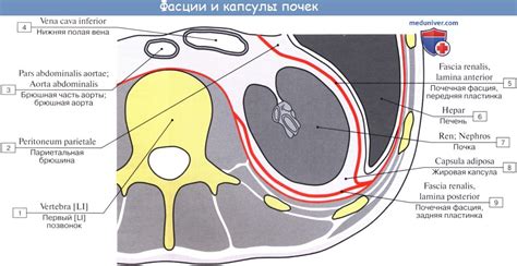 Фиксация ремешка и оболочки на основе