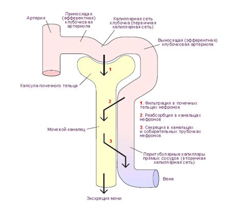 Фильтрация крови и образование мочи