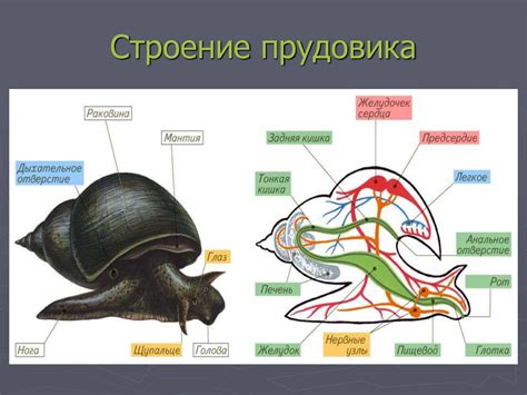 Финальные штрихи на рисунке слизня