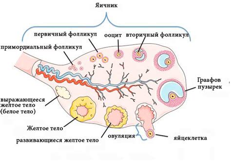 Фолликулогенез и созревание яйцеклетки