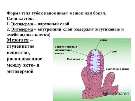 Форма губок и равномерное давление