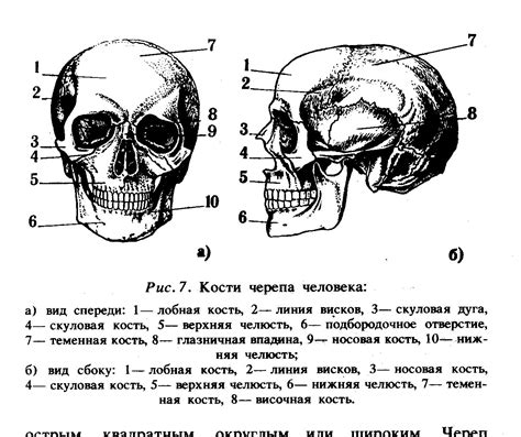 Форма лица и черты черепа