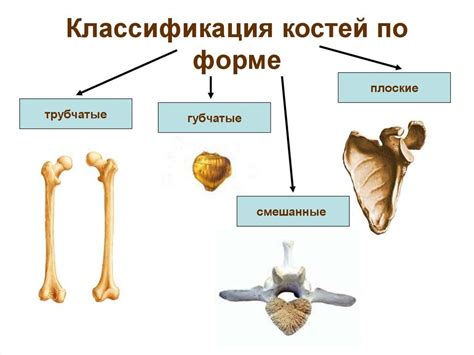 Форма тела и структура костей