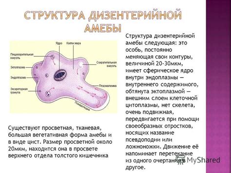 Формирование глубоких протяжений внутри амебы