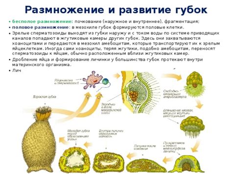 Формирование губки