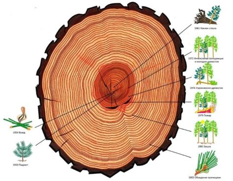 Формирование колец роста кедрового дерева