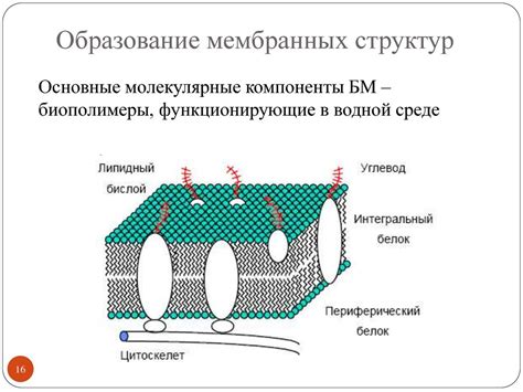 Формирование колообразующих структур