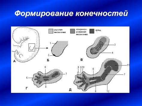 Формирование конечностей