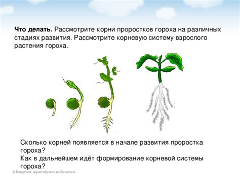 Формирование корня и ствола