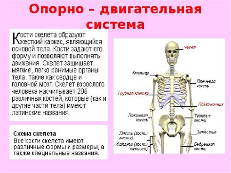 Формирование костной системы