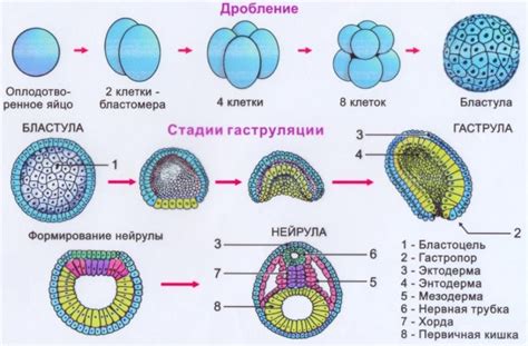 Формирование новых органов и тканей