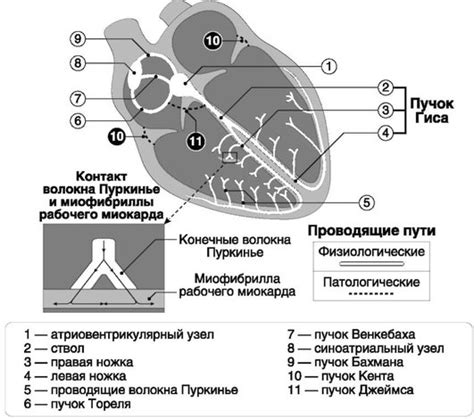 Формирование основы сердца