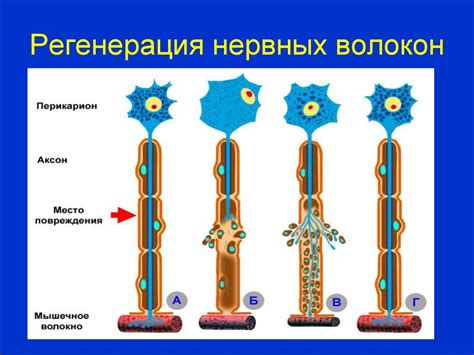 Формирование переплетения нервных волокон