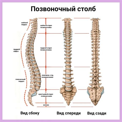 Формирование салофанов