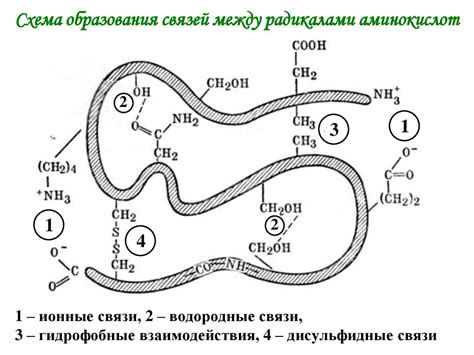 Формирование связей между аминокислотами