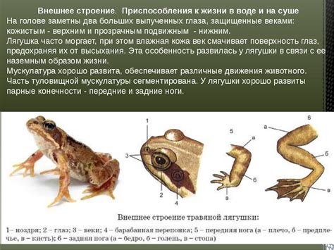 Формирование тела и ног лягушки