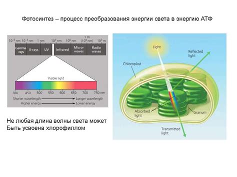 Фотосинтез: процесс преобразования световой энергии