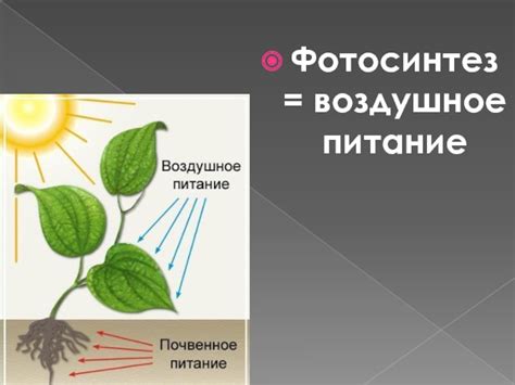 Фотосинтез и биологические приспособления