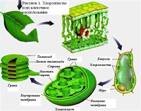 Фотосинтез и зеленый цвет водорослей