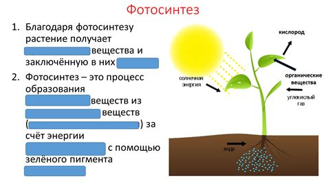 Фотосинтез и факторы окрашивания