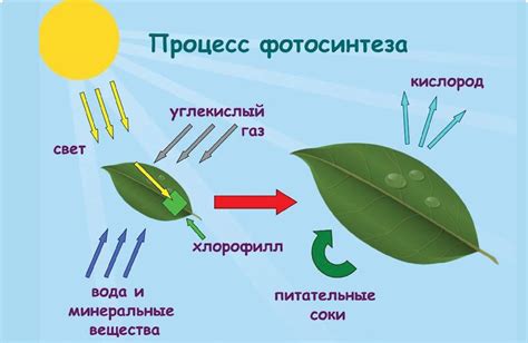 Фотосинтез как основной процесс