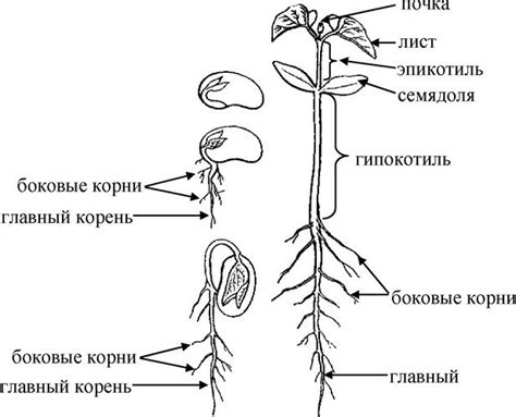 Фундаментальные особенности структуры фасоли