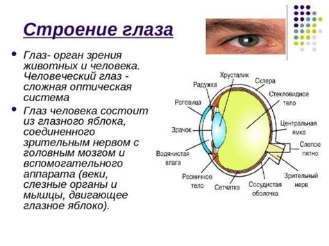 Функции Якобсонового органа