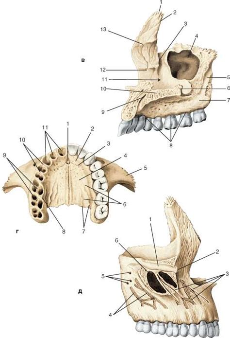 Функции верхнечелюстной кости