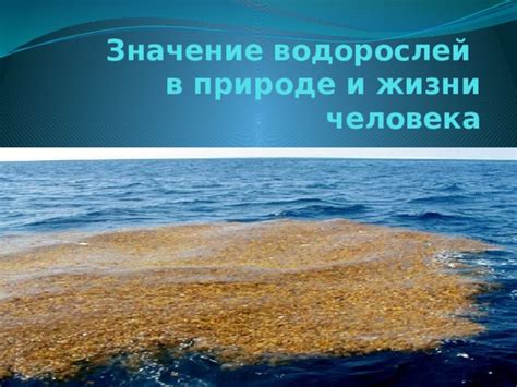 Функции водорослей в экосистемах