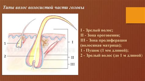 Функции волос и шерсти у человека