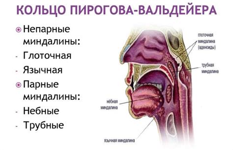 Функции гланд и их значение