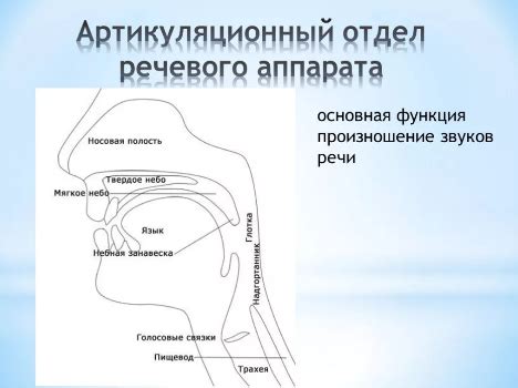 Функции голосового аппарата в процессе речи