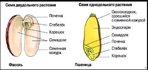 Функции двудольных растений