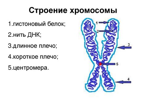 Функции двуххроматидных хромосом