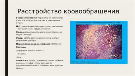 Функции исцеляющего фактора у росомахи