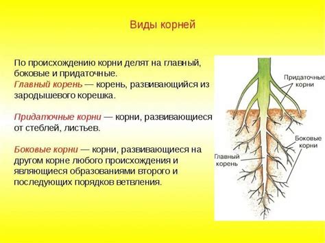 Функции и значение корня растений