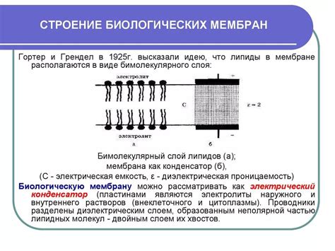 Функции и свойства черного слоя