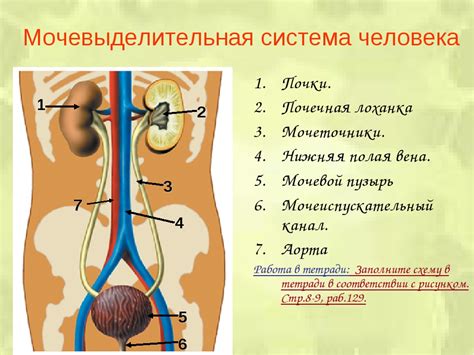 Функции и структура органов выделительной системы: Легкие