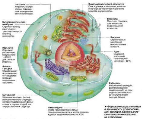 Функции клетки и ее важность для организма